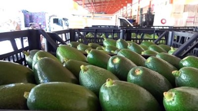 toptanci hali -  Alanya'dan Bulgaristan’a 3 ton avokado ihracatı Videosu