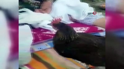 hayvan sevgisi -  Tavukları ağzı ile besliyor Videosu