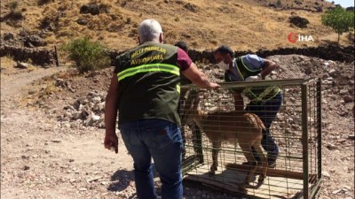 dag kecisi -  Tedavisi tamamlanan yaban keçisi doğal ortamına bırakıldı Videosu