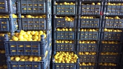 grev -  Limon fiyatıyla üreticisini sevindirdi Videosu