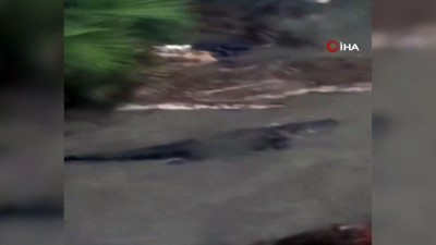 amator kamera -  - Sally Kasırgasının vurduğu Alabama’da dev timsahlar sokağa indi Videosu