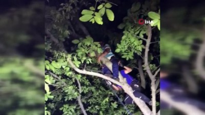  Ceviz dökmek için çıktığı ağaçta mahsur kaldı, AFAD kurtardı