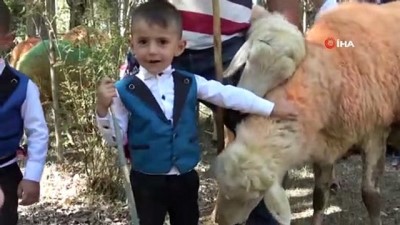 riva -  Koçlarla koyunların bulaşması renkli görüntüler oluşturdu Videosu