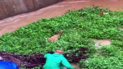 su kanali -  Şiddetli yağışta yolunu kaybedip su kanalına düşen karaca böyle kurtarıldı Videosu
