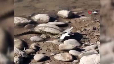 turna baligi -  Turna balığı avlayan yılan böyle görüntülendi Videosu