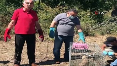 ormana -  Yaralı tilki ve sansarlar tedavi edilip ormana salındı Videosu