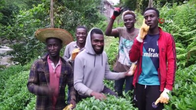 surgun -  Çay üreticileri Senegal ve Gambialı çay işçilerinden memnun Videosu