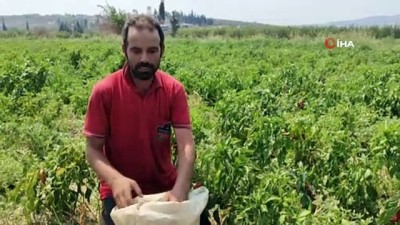 sinir kapisi -  Tarım arazilerini sınıra çekilen duvar böldü Videosu