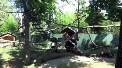 panda -  Bursa Hayvanat Bahçesi’nde devekuşu yavrusu sevinci yaşanıyor Videosu