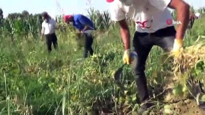 kuru fasulye -  Muş’ta devlet destekli dağıtılan kuru fasulyenin hasadına başlandı Videosu