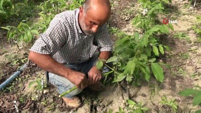 etiler -  Adilcevaz’ın cevizi bölge ve batı illerinde de yetişecek Videosu