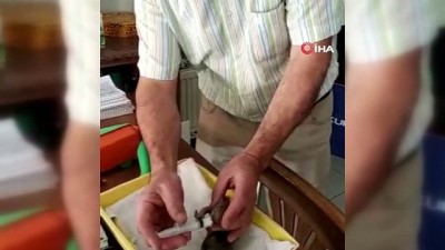 isaf -  Anneleri kedi tarafından öldürülen yavru sincapları ilçe halkı sahiplendi Videosu