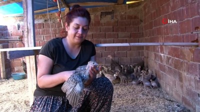 tavuk ciftligi -  Kendi çiftliğini kurdu, bir yılda 200 bin adet tavuk ve hindi satışı yaptı Videosu