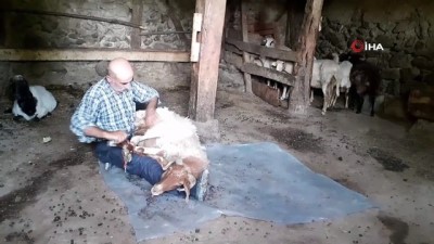  Osmancık’ta koyunların güz kırkımı başladı