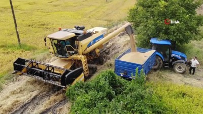 ihlas -  Tarladan mutfağa uzanan pirinçte hasat başladı Videosu