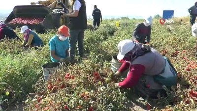 sozlesmeli -  Kayseri’de yetiştirilen salçalık domatesler Türkiye’ye dağılıyor Videosu