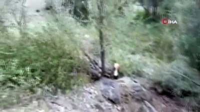 sizce -  Sebepsizce kesilen ağaçlar tepki topladı Videosu
