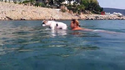 kopek -  Bu köpeğin en büyük zevki sörf yapmak Videosu