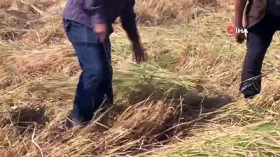 gubre -  Diyarbakır’da tescilli Karacadağ pirinci hasadı başladı Videosu