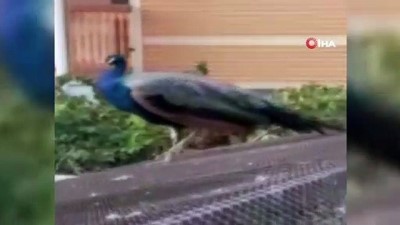 yardim cagrisi -  İstanbul’un göbeğinde kaybolan tavus kuşları için yardım çağrısında bulundular Videosu