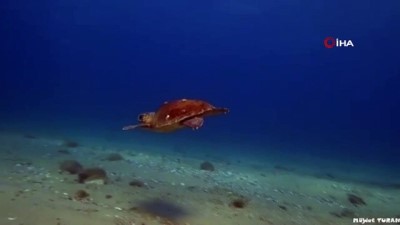 deniz kaplumbagalari -  Nesli tükenmekte olan caretta caretta Çanakkale Boğazı’nda böyle görüntülendi Videosu