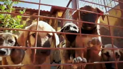 sokak hayvani -  Sokak hayvanlarına şefkat eli Videosu
