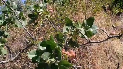 teknik malzeme - Bitlis'te fıstık aşısı yapılan menengiç ağaçlarından 300 ton rekolte bekleniyor Videosu