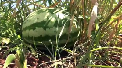 hukumluler - Hükümlüler tarımsal üretime katkı sunuyor - ŞANLIURFA Videosu