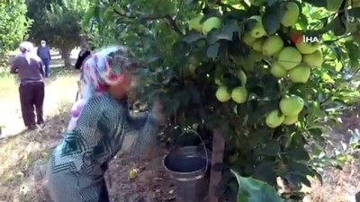 soguk hava deposu -  Isparta’da elma hasadı başladı Videosu
