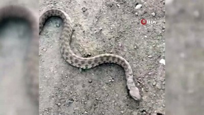 engerek -  Kendisine saldıran ölümcül zehirli yılanı boğazından yakaladı Videosu