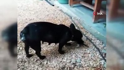 yavru kedi -  Köpek yavru kediyi emzirip, ona annelik yapıyor Videosu