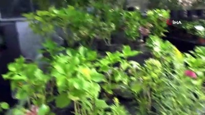 sonbahar -  Sonbahar çiçekleri Başkentlileri bekliyor Videosu