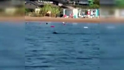 kamera -  Akdeniz foku, tatilcilerle birlikte yüzdü Videosu