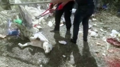 kopek - Ayağı çelik tele takılan köpeği itfaiye kurtardı - AĞRI Videosu