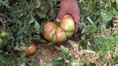 gubre - Beyşehirli çiftçi, hobi bahçesinde 1 kilograma ulaşan Osmanlı domatesi yetiştirdi - KONYA Videosu