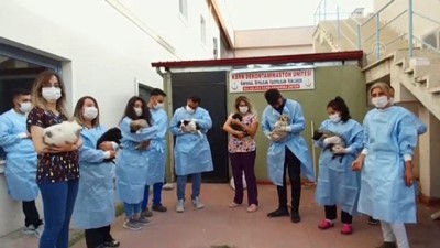 hastane bahcesi - 'Pamuk' ve yavruları 'koronavirüs savaşçıları'nın maskotu oldu - IĞDIR Videosu