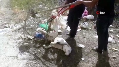 kopek -  Tellere sıkışan köpek itfaiye ekiplerince kurtarıldı Videosu