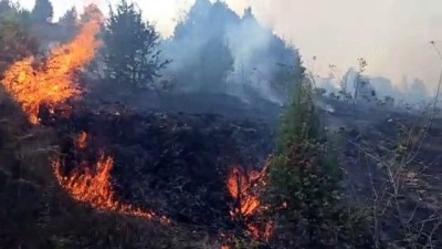 Kandıra'da ormanlık alanda çıkan yangına müdahale ediliyor - KOCAELİ