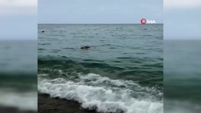 olu deniz -  Kemer’de sahile ölü caretta caretta vurdu Videosu