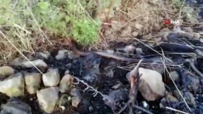  Kocaeli’nin 11 bölgesinde orman yangınları çıktı