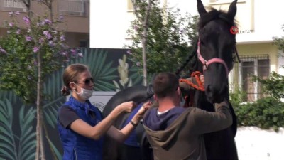 sonbahar -  - Atlara denizde özel idman Videosu