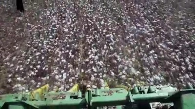 strateji - Çukurova çiftçisi alternatif ürünlere yöneldi pamukta ekim alanı daraldı - ADANA Videosu