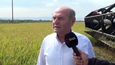  Dünyaca ünlü Gönen Baldosu'nda hasat başladı