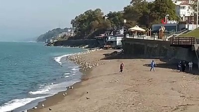  Karadeniz’de sahiller martılara kaldı