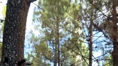yangina mudahale - Pendik’te ormanlık alanda çıkan yangın kontrol altına alındı - İSTANBUL Videosu