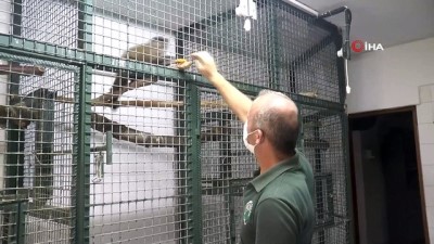elektrik teli -  Hayvanat bahçesinden firar eden maymun elektrik akımına kapılarak yaralandı Videosu