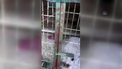 kacak hayvan - Kaçak hayvan operasyonunda bir şüpheli yakalandı - SAKARYA Videosu