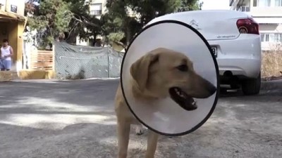 kopek - Köpeğine 4 köpeğin saldırdığını belirten kişi şikayetçi oldu - İZMİR Videosu