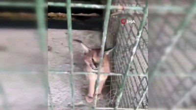 kacak hayvan -  Lama, domuz, flamingo, veryet cinsi maymun, karakulak...Sakarya'da KOM ekiplerince hayvan kaçakçılığı operasyonu Videosu