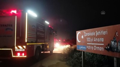 Çıkan yangında çam ağaçları yandı - KOCAELİ